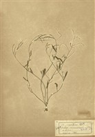 藏品(玉山筷子芥)的圖片